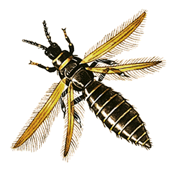 ���·���5  